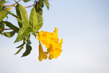 Tropikal ağaç ve çiçekler yaz arka plan