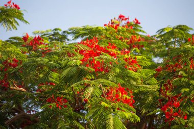 Tropikal ağaç ve çiçekler yaz arka plan