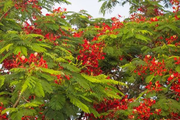 Tropischer Baum Und Blumen Sommer Hintergrund — Stockfoto