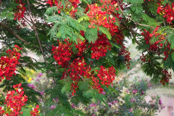 Tropiska Träd Och Blommor Sommar Bakgrund — Stockfoto