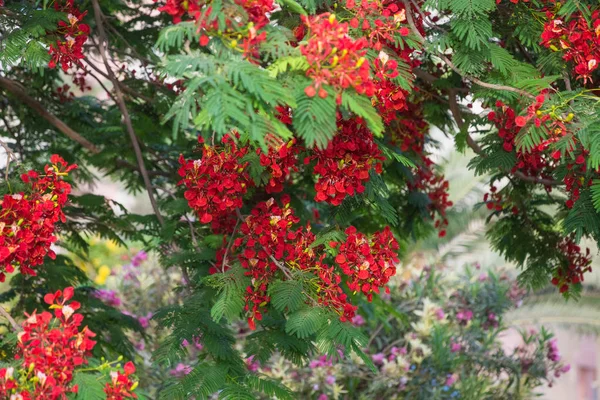 Árbol Tropical Flores Fondo Verano — Foto de Stock