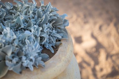 yunan pot ve plajda bitki