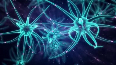 Nöral kök hücre beyin gelişimi