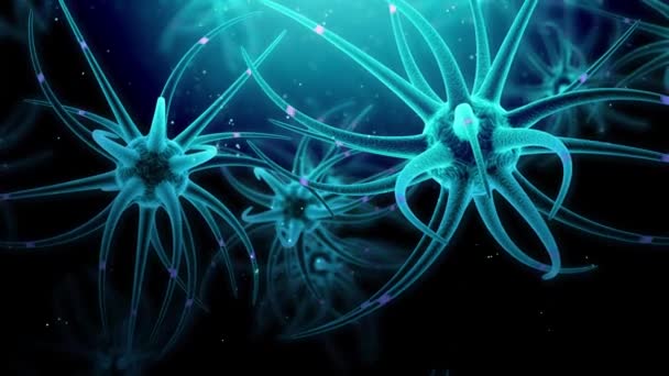 Νευροβλαστικά Βλαστοκύτταρα Ανάπτυξη Του Εγκεφάλου — Αρχείο Βίντεο