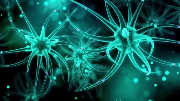 Développement Cerveau Des Cellules Souches Neuronales — Video