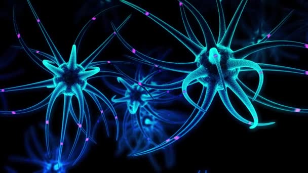 Sviluppo Cerebrale Delle Cellule Staminali Neurali — Video Stock