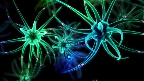 Neurale Stamcellen Hersenontwikkeling — Stockvideo