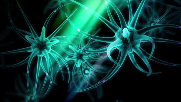 Развитие Мозга Нервных Стволовых Клеток — стоковое видео