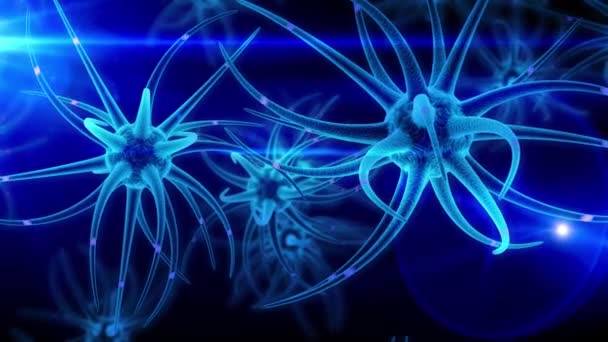 Neurala Stamceller Hjärnans Utveckling — Stockvideo