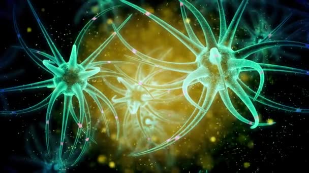 Développement Cerveau Des Cellules Souches Neuronales — Video