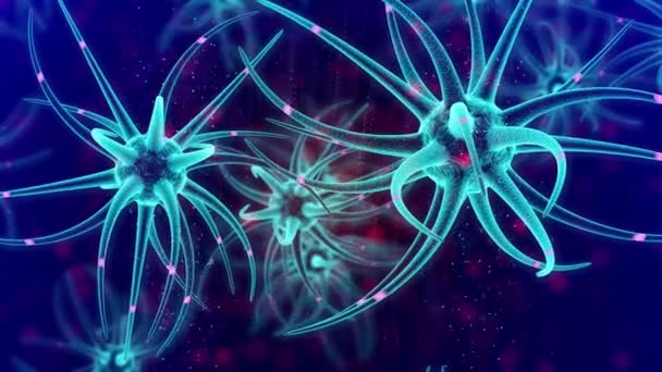 Desarrollo Cerebral Células Madre Neuronales — Vídeo de stock