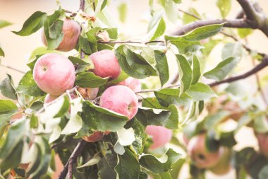 Kırmızı Elma organik çiftlik sonbahar hasat