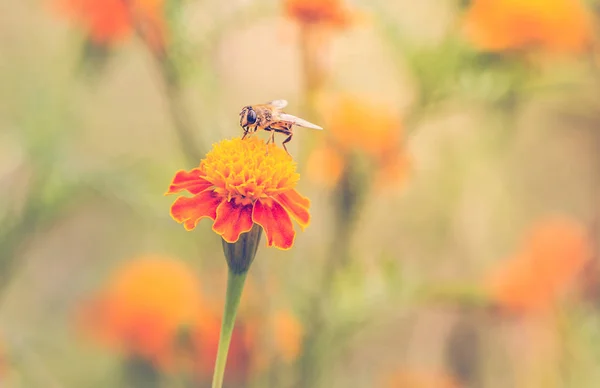 Bee Marigold Autumn Background — Stock Photo, Image