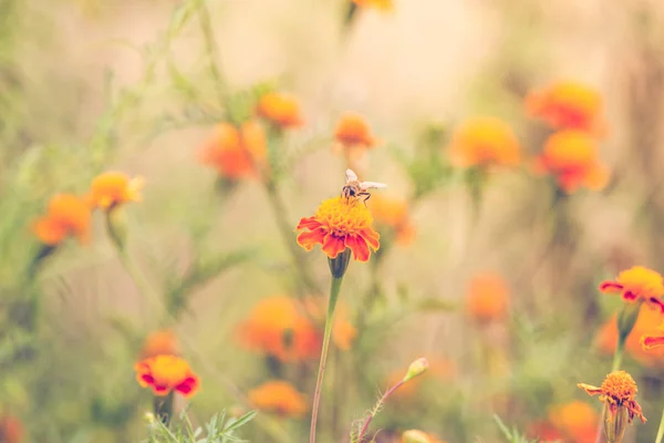 Bir kadife çiçeği sonbahar arka plan üzerinde Arı