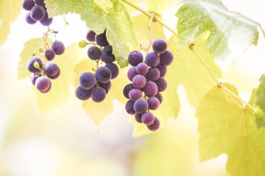 Bir bağda kırmızı üzüm ile Sonbahar arka plan