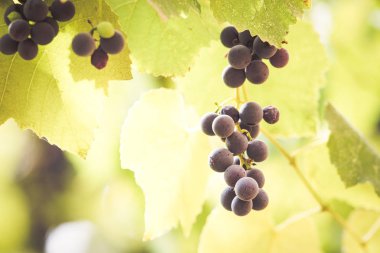 Bir bağda kırmızı üzüm ile Sonbahar arka plan