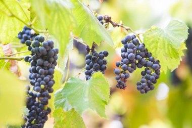 Bir bağda kırmızı üzüm ile Sonbahar arka plan