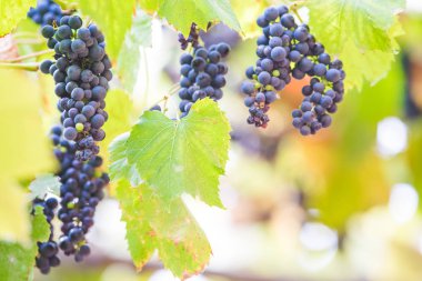 Bir bağda kırmızı üzüm ile Sonbahar arka plan