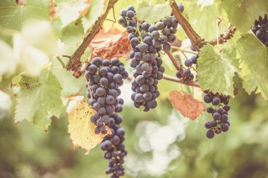 Bir bağda kırmızı üzüm ile Sonbahar arka plan