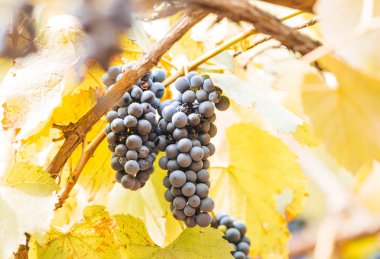 Bir bağda kırmızı üzüm ile Sonbahar arka plan