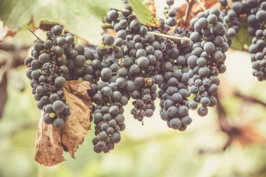 Bir bağda kırmızı üzüm ile Sonbahar arka plan