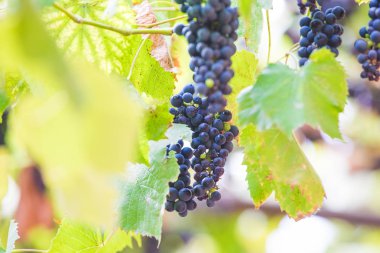 Bir bağda kırmızı üzüm ile Sonbahar arka plan