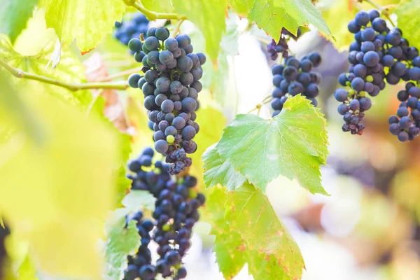 秋天的背景与红葡萄在葡萄园 — 图库照片