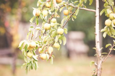 Dal üzerinde armut ile Sonbahar arka plan