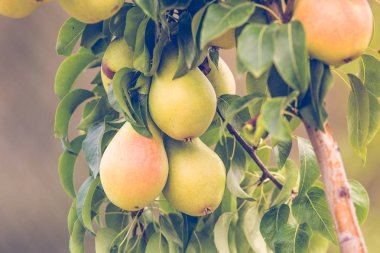 Dal üzerinde armut ile Sonbahar arka plan