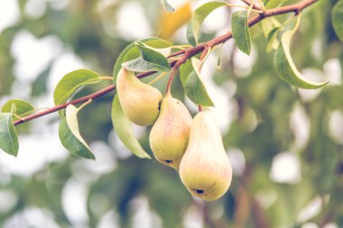 Dal üzerinde armut ile Sonbahar arka plan