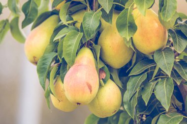 Dal üzerinde armut ile Sonbahar arka plan