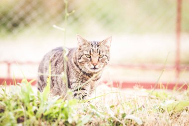 Sonbahar çimte tabby kedi