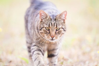 Sonbahar çimte tabby kedi
