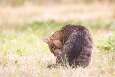 Sonbahar çimte tabby kedi