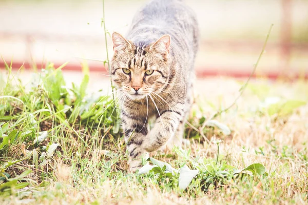 Кіт Таббі Осінній Траві — стокове фото