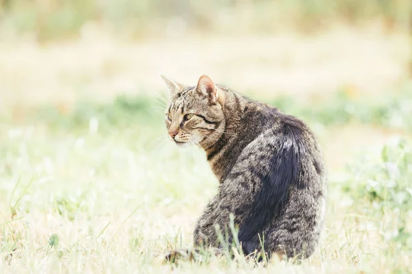 Tabby Gato Grama Outono — Fotografia de Stock