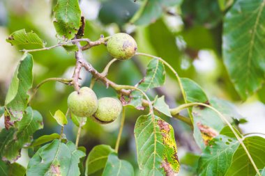 Bir dal sonbahar arka plan üzerinde Ceviz