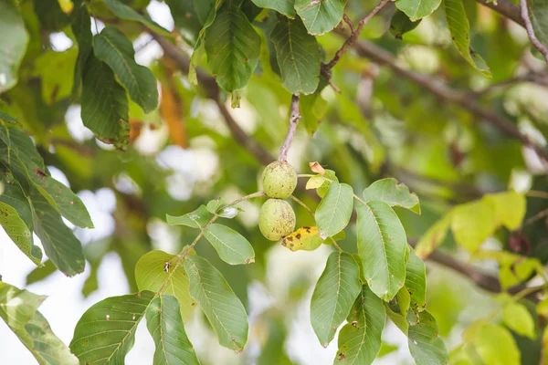 stock image Walnuts on a branch autumn background