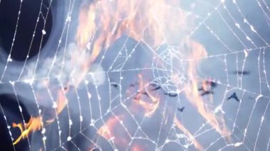 Korkunç Halloween örümcek web arka plan  