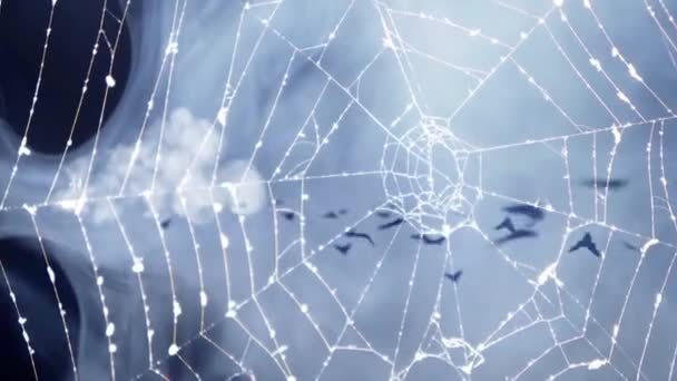 Scary Halloween Spider Web Background — Stock Video