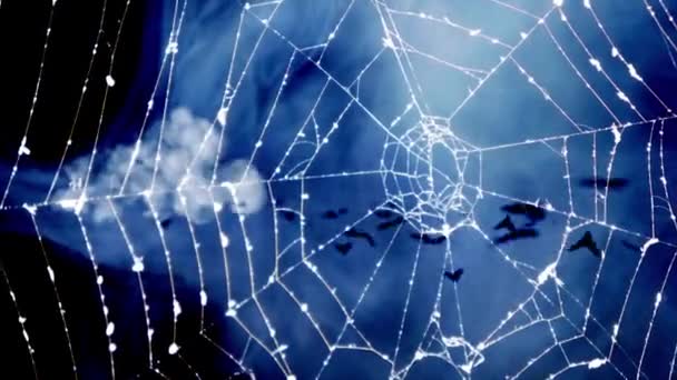 Enge Halloween Spider Web Achtergrond — Stockvideo