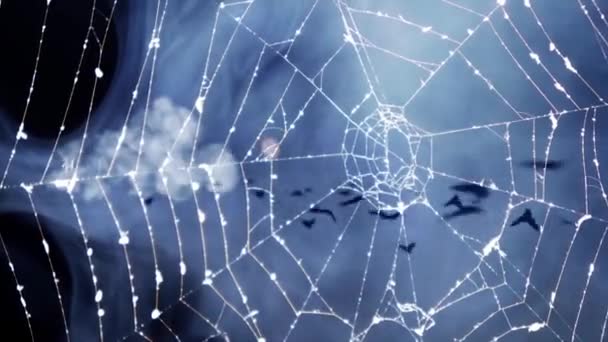 Scary Halloween Spider Web Background — Stock Video