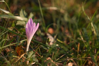 Sonbahar Crocus çiçekaçan sonbahar mor çiçek