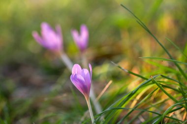 Sonbahar Crocus çiçekaçan sonbahar mor çiçek