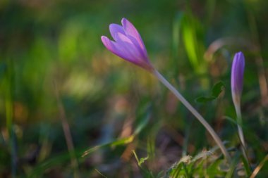 Sonbahar Crocus çiçekaçan sonbahar mor çiçek