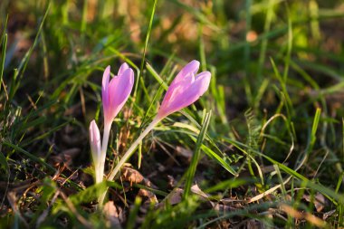 Sonbahar Crocus çiçekaçan sonbahar mor çiçek