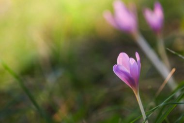 Sonbahar Crocus çiçekaçan sonbahar mor çiçek