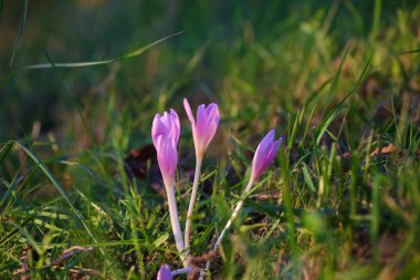Sonbahar Crocus çiçekaçan sonbahar mor çiçek