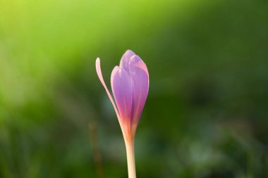 Sonbahar Crocus çiçekaçan sonbahar mor çiçek