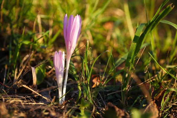 Automne Crocus Floraison Automne Violet Fleur — Photo